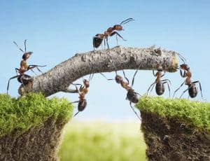 ants-teamwork
